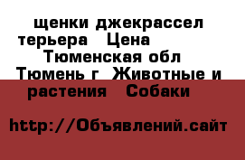 щенки джекрассел терьера › Цена ­ 25 000 - Тюменская обл., Тюмень г. Животные и растения » Собаки   